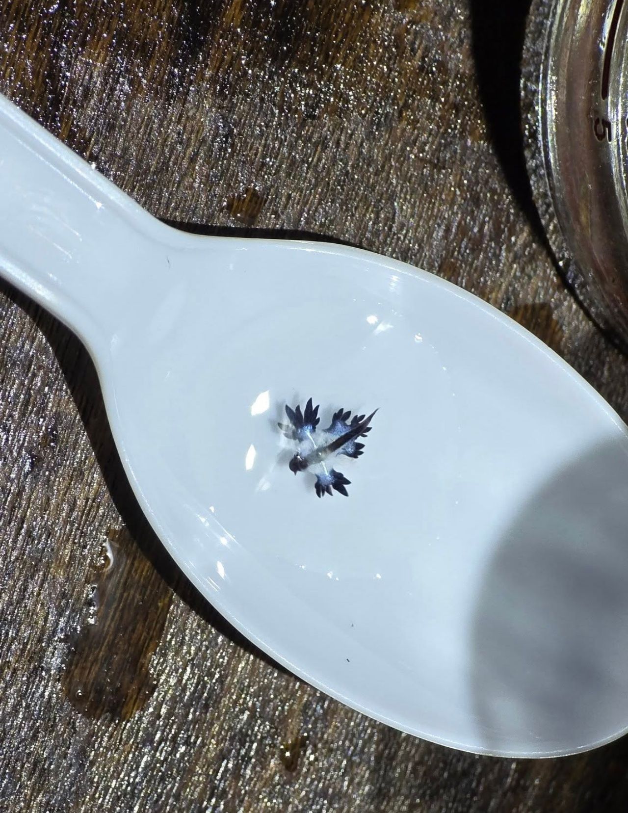 展示“蓝龙”Blue Dragon的小小身影后，在普吉府海滩被发现