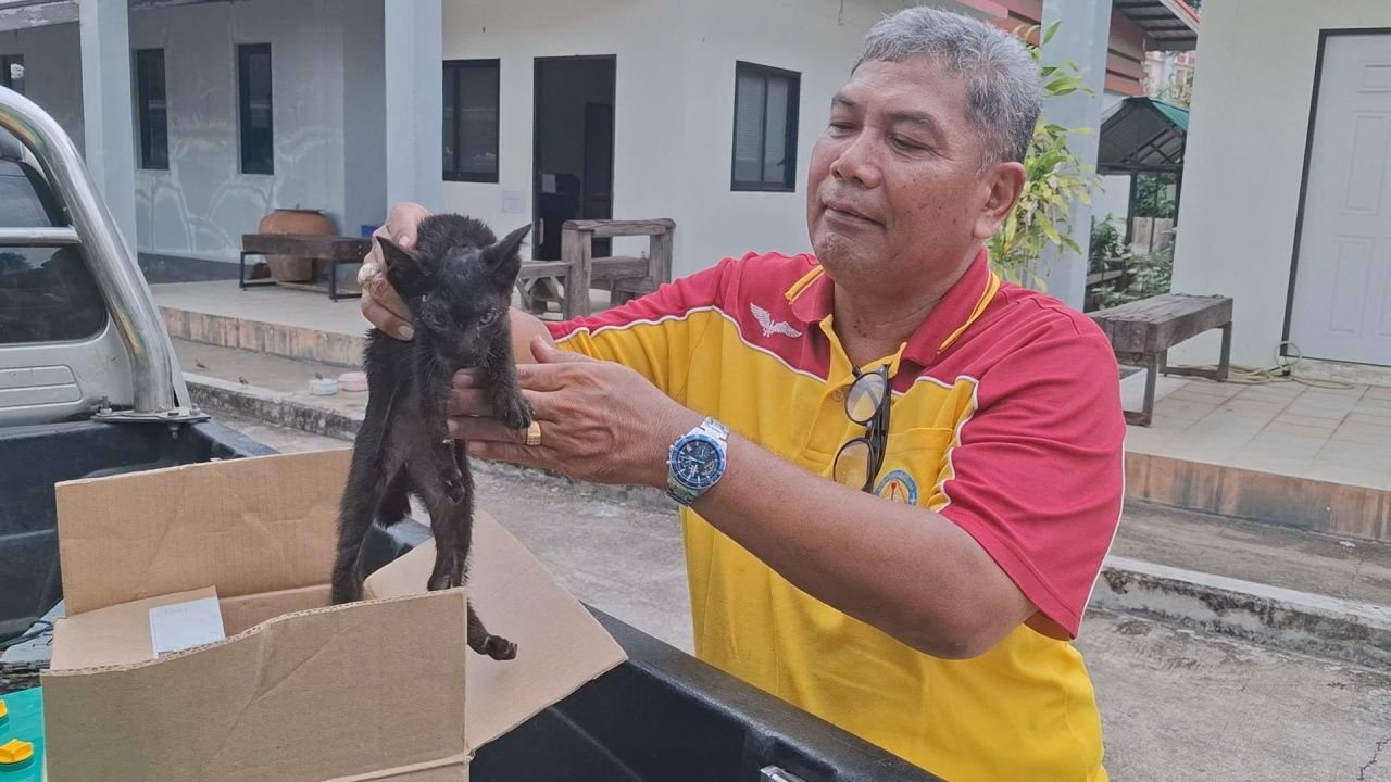 坚韧的小猫，附着在车底行驶240公里，好心人士收养并用车牌号试手气