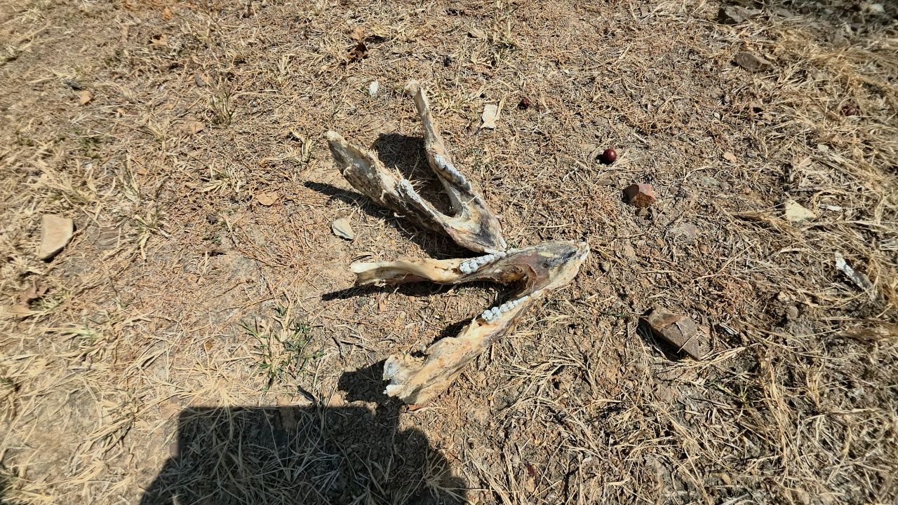 村民惊恐，发现类似狗头骨被随意丢弃，经检查实为猪头骨
