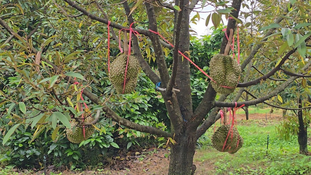 探索3D榴莲园“DINO DURIAN DOONZAD FESTIVAL” 力求成为GI产品