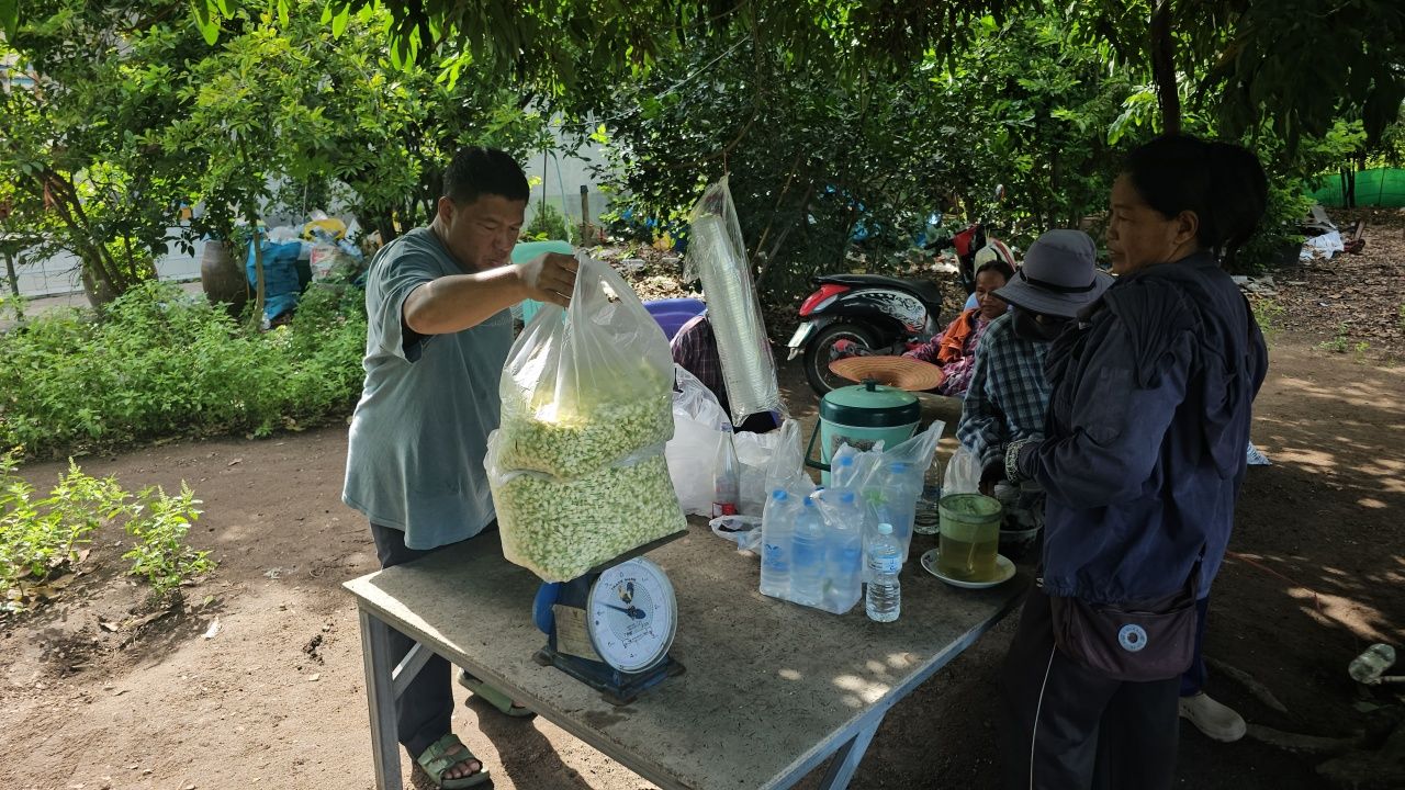 茉莉花价格飙升迎接