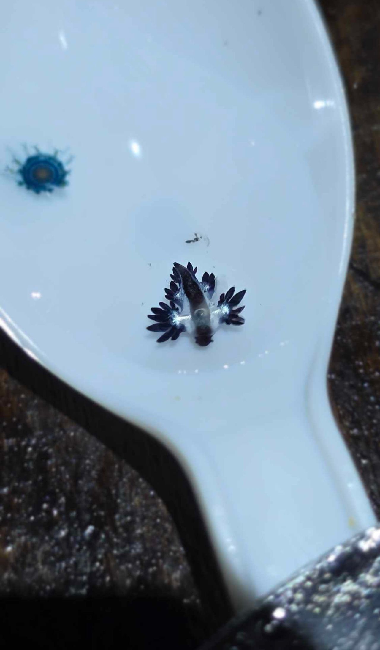 展示“蓝龙”Blue Dragon的小小身影后，在普吉府海滩被发现