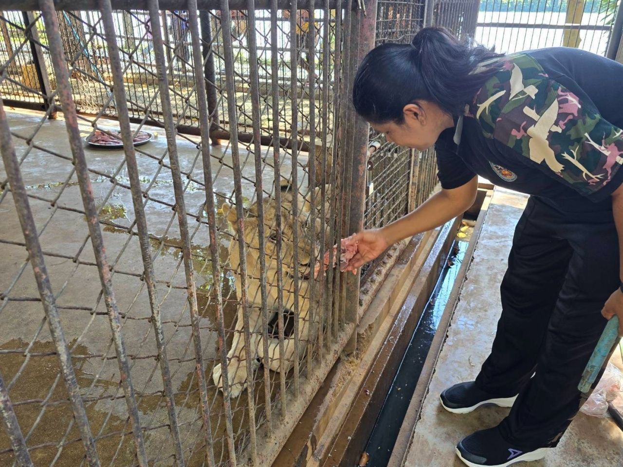检查狮子“塔纳利”发现前腿肘部有囊肿，能够进食但未完全