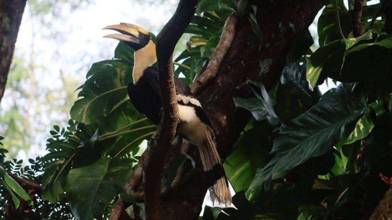 轰动！“大犀鸟”首次现身于帕蒙坡国家公园，反映生态系统的完整性