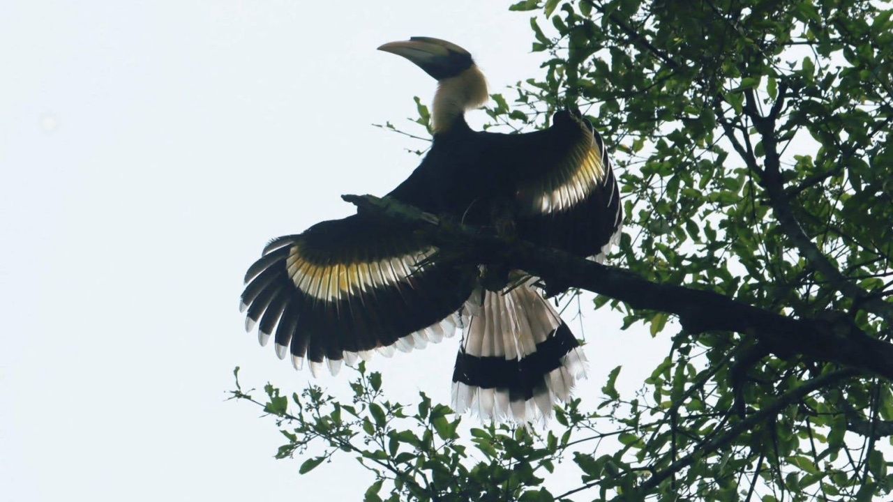 轰动！“大犀鸟”首次现身于帕蒙坡国家公园，反映生态系统的完整性