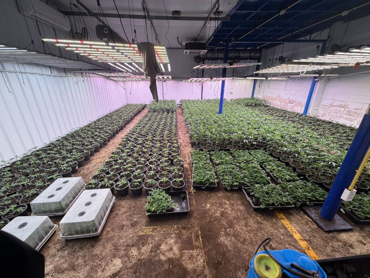 警方突袭非法大麻仓库 未经允许非法种植 居民举报气味刺鼻