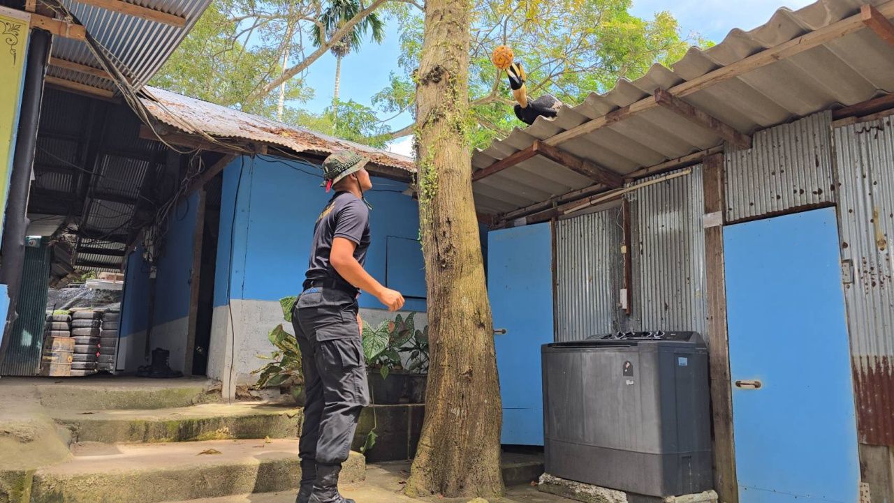 聪明的犀鸟视频展示与士兵打藤球