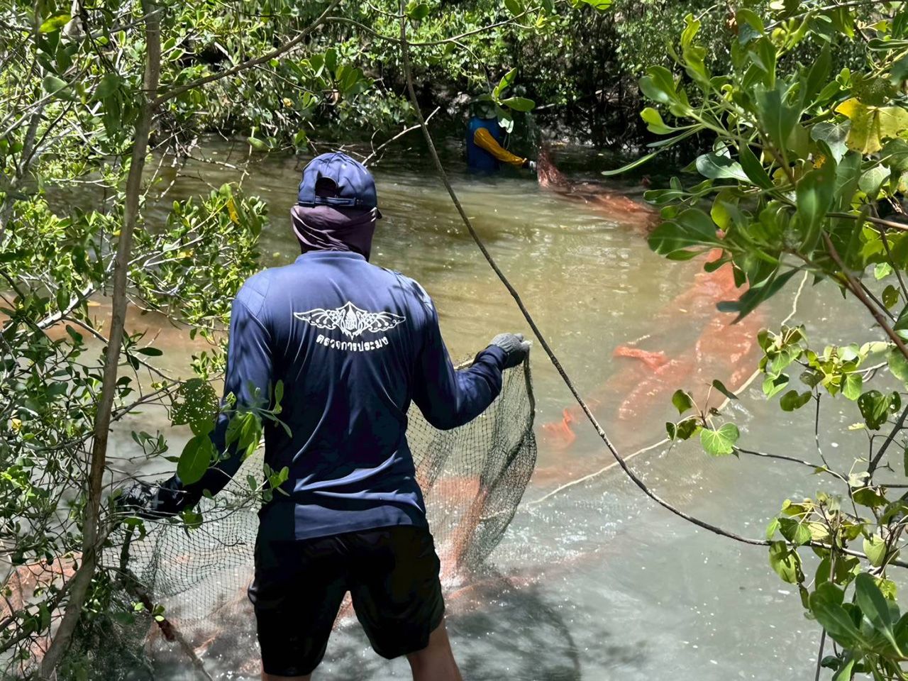 推出七项措施控制黑喉罗非鱼,两省不再出现疫情