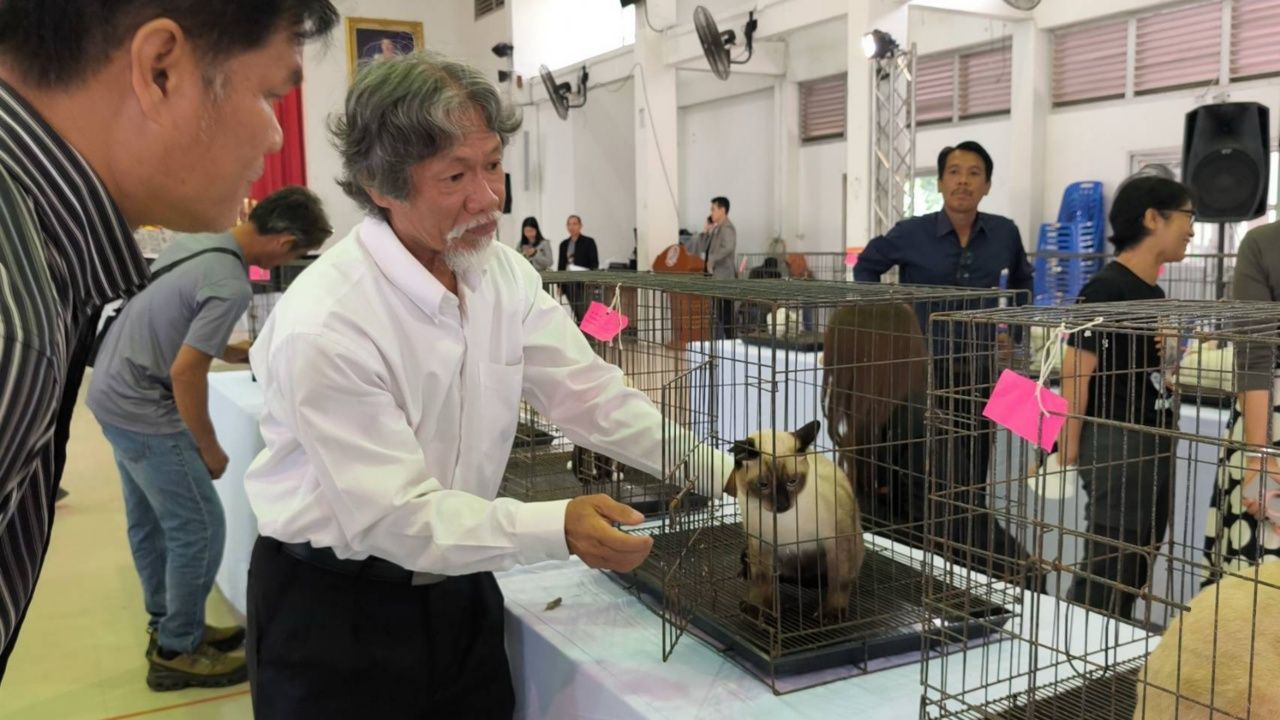 披迈节庆:举办“暹罗猫”比赛,希冀保育与繁殖
