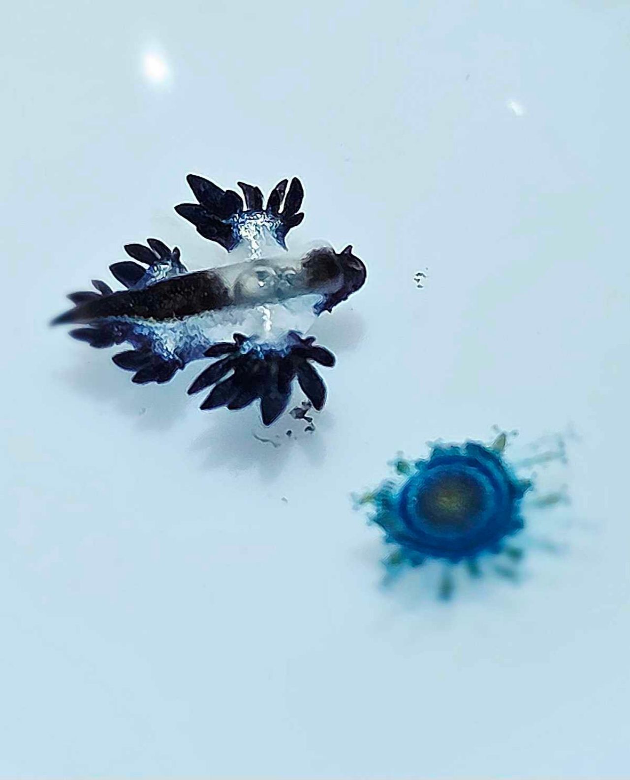 展示“蓝龙”Blue Dragon的小小身影后，在普吉府海滩被发现