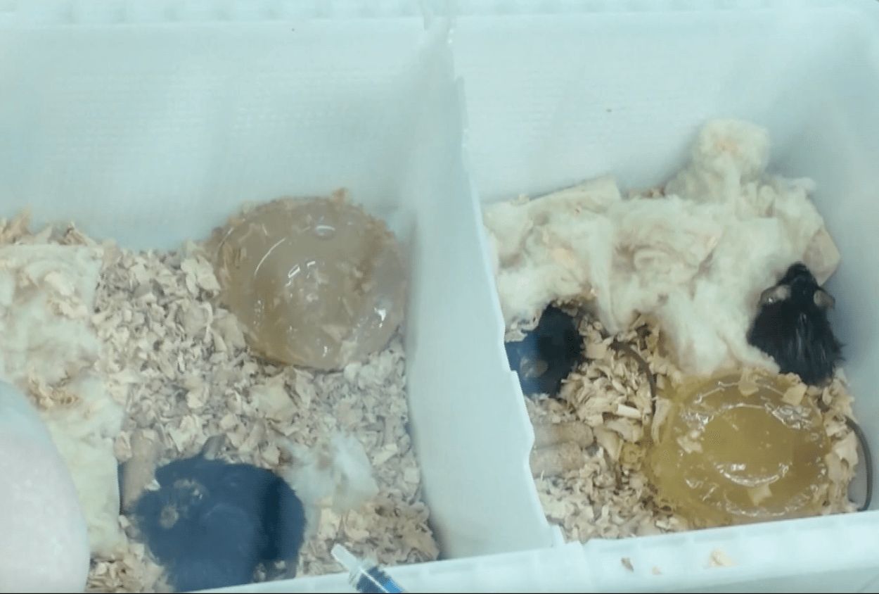 ４只实验鼠与神舟-20航天员团队返回地球