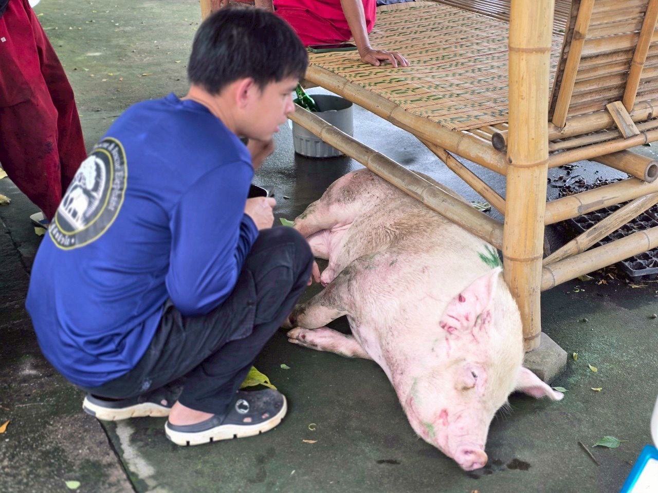 猪跳车逃生 免于被送进屠宰场，感谢师傅的拯救