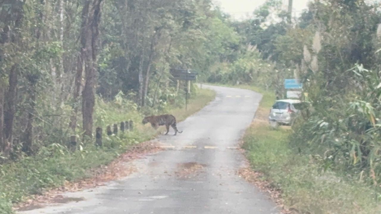 通知游客注意“老虎”在山顶出现,已发现其在路上漫游