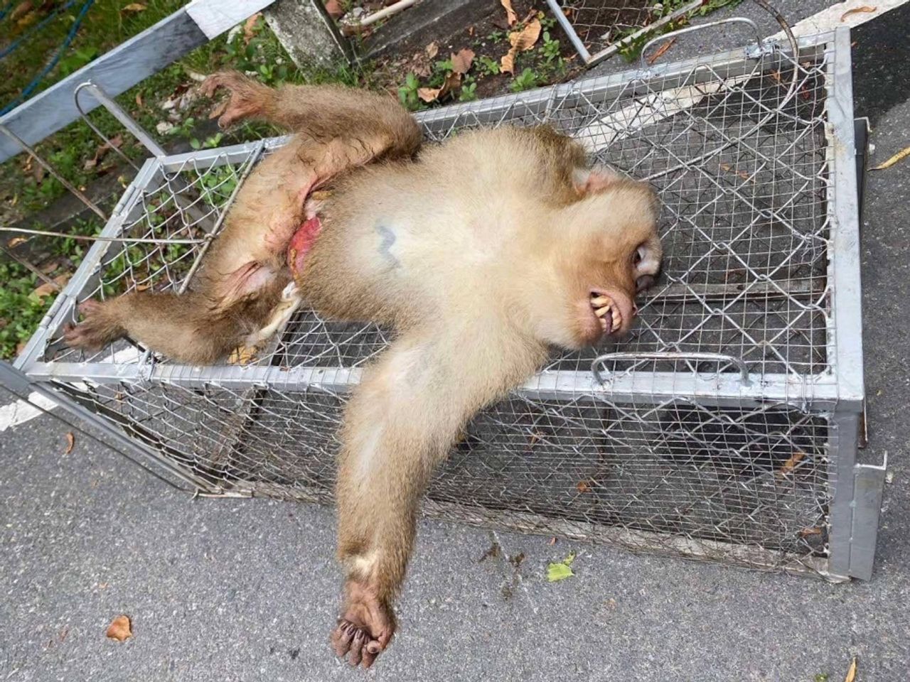 安乐死戏剧：迈克尔，领头猴，在宋卡府的塔贡山，医生不再治疗