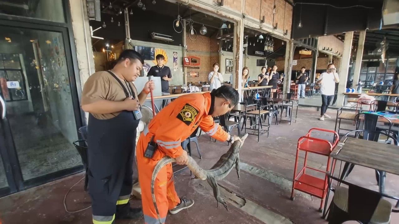 以为是鳄鱼，外国顾客被闯入餐厅的巨蜥吓到，勇敢员工请求抚摸尾巴以求好运