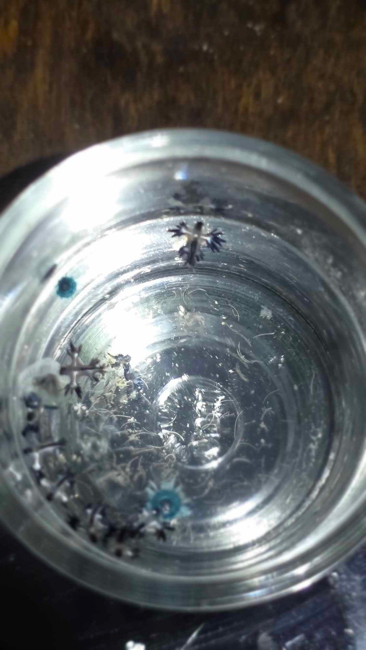 展示“蓝龙”Blue Dragon的小小身影后，在普吉府海滩被发现