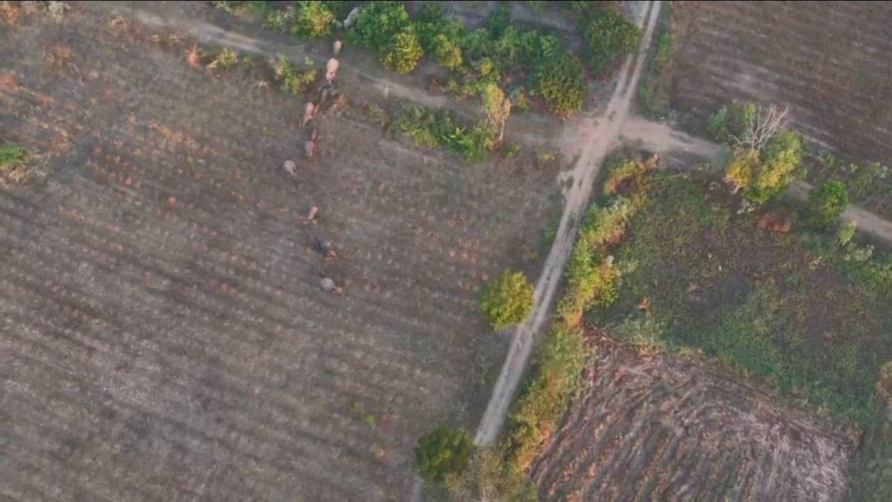 迷失的小象在被驱赶时跑入稻田,被水牛角顶飞(视频)