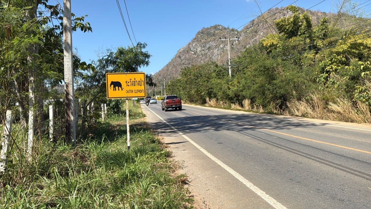 皮卡撞“大象”,司机受伤,官员紧急追踪大象动向