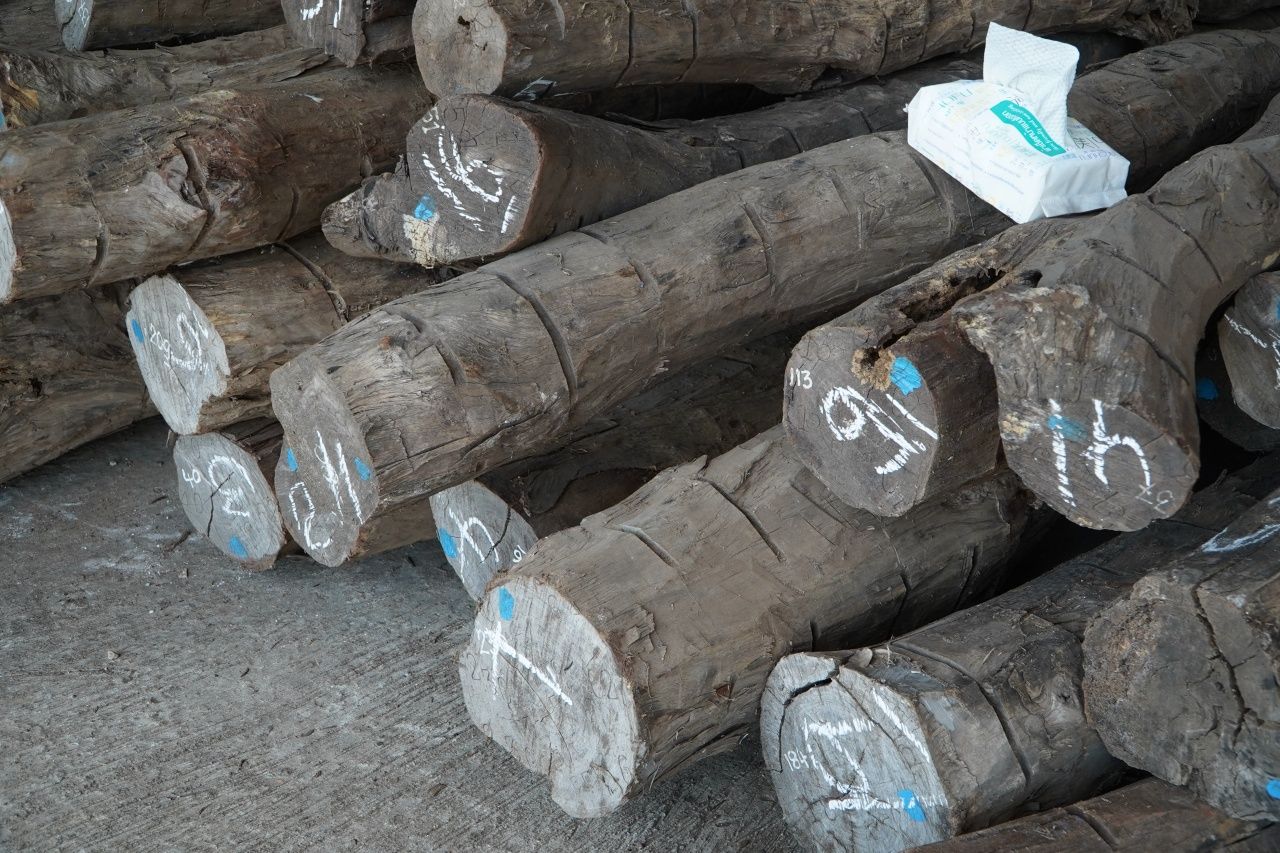 查获非法木材 从中国商人仓库中查获价值三亿 准备出口国外
