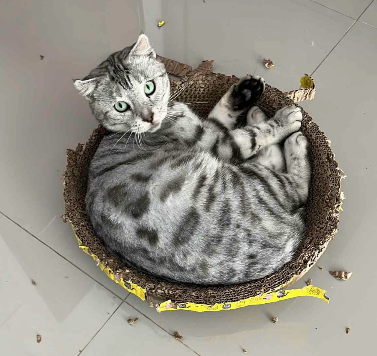 失主悬赏一万泰铢寻找被偷走的爱猫，三女子入屋抱猫失踪