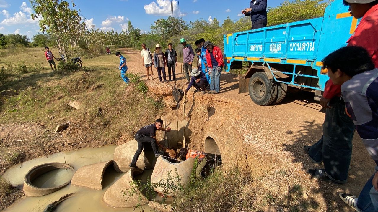 救援队赶赴现场拯救被同伴撞入田间排水渠的“牛” 无法自行脱困