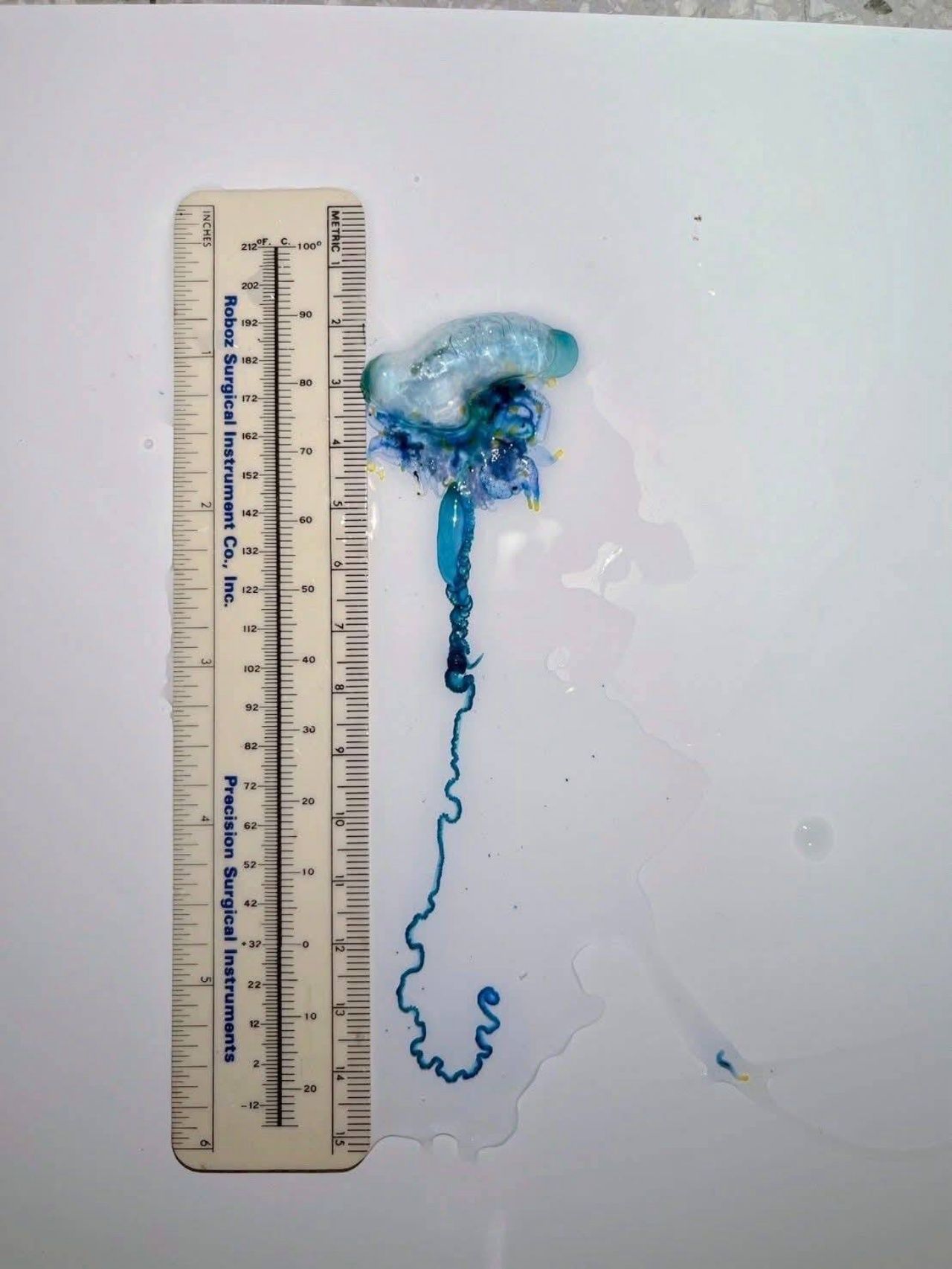 警告注意剧毒瓶盖水母出现于普吉海滩