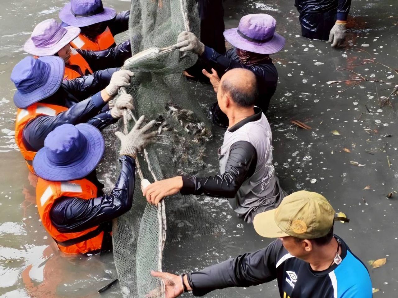 推出七项措施控制黑喉罗非鱼,两省不再出现疫情