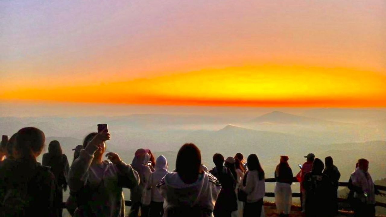 泰国樱花在普鲁国家公园山顶开始绽放，今晨气温12度