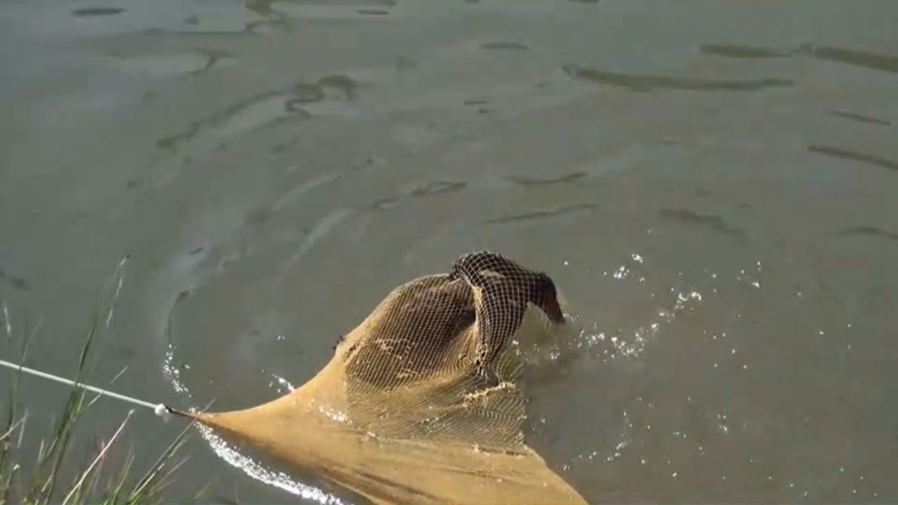 全面捕获清迈省的“黑天鹅” 受到烟花声惊吓后飞走