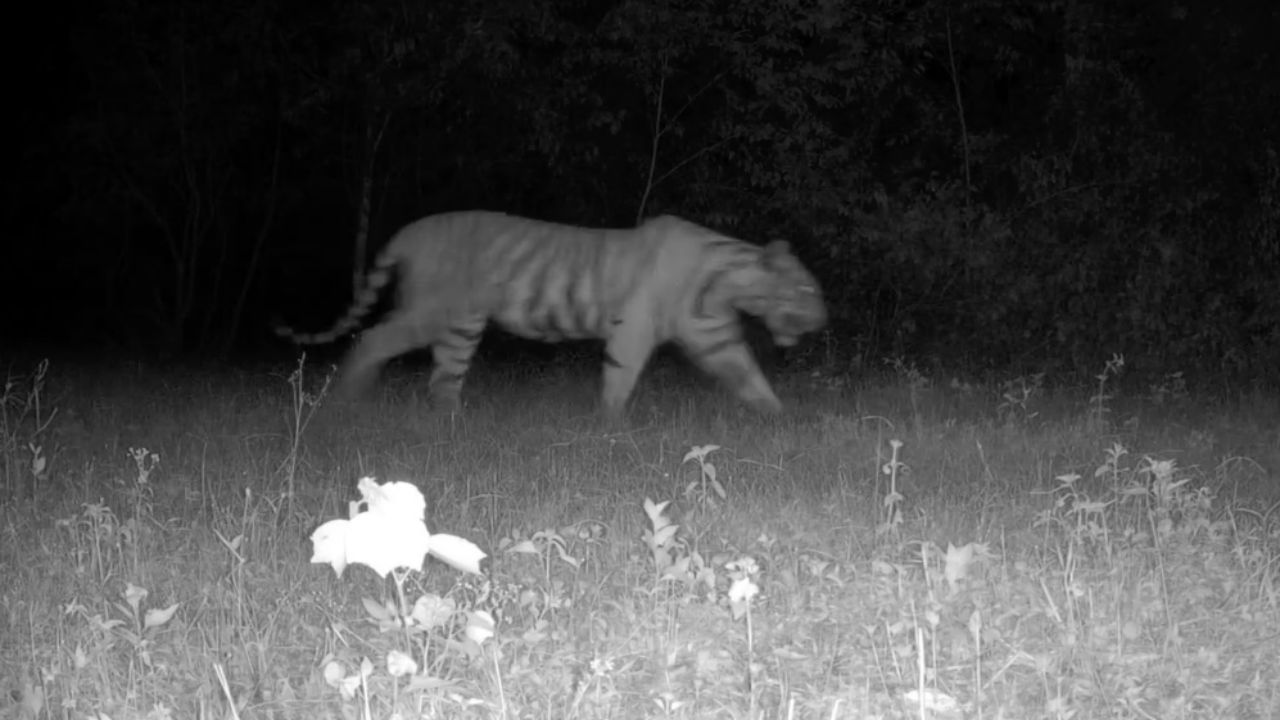 展示迷人影像：野猪家庭与老虎经过野生动物相机