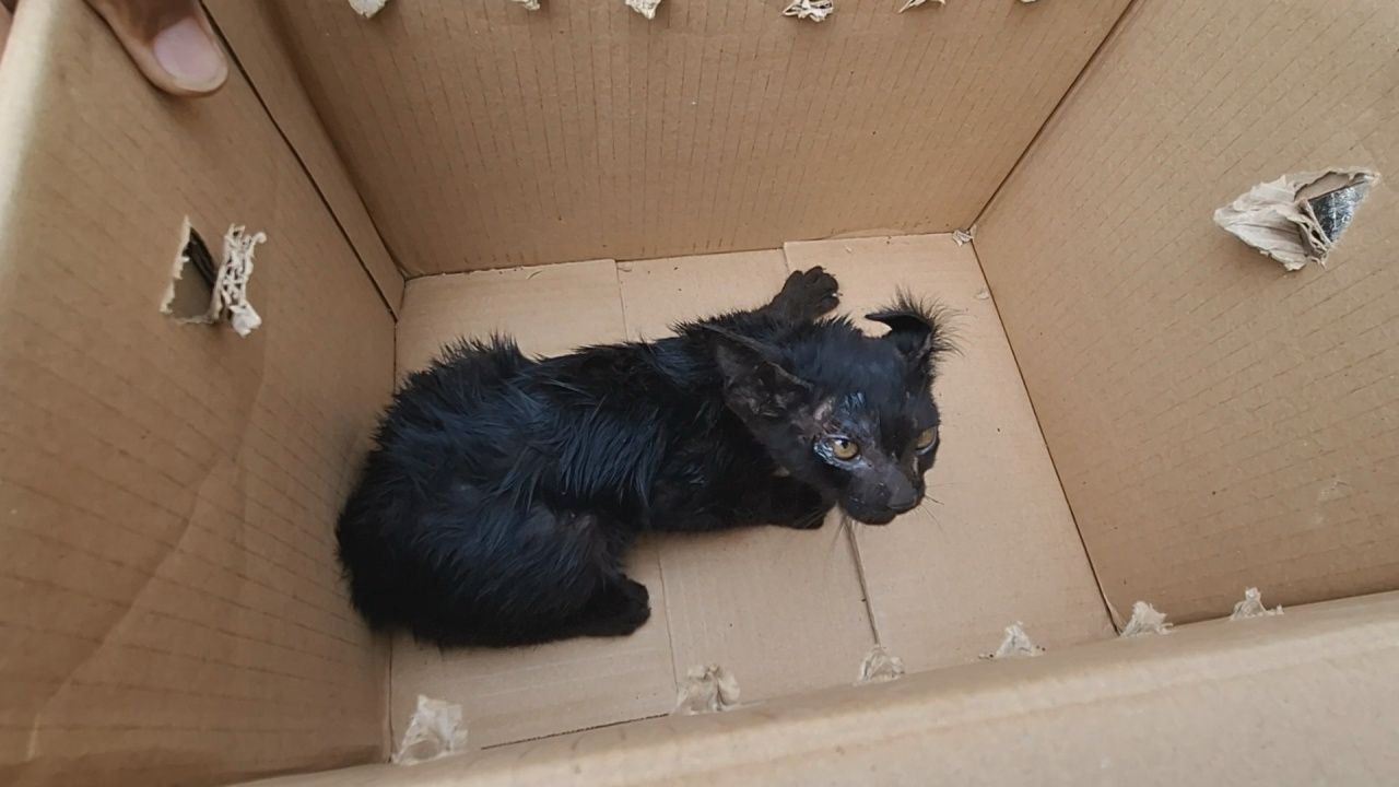 坚韧的小猫，附着在车底行驶240公里，好心人士收养并用车牌号试手气