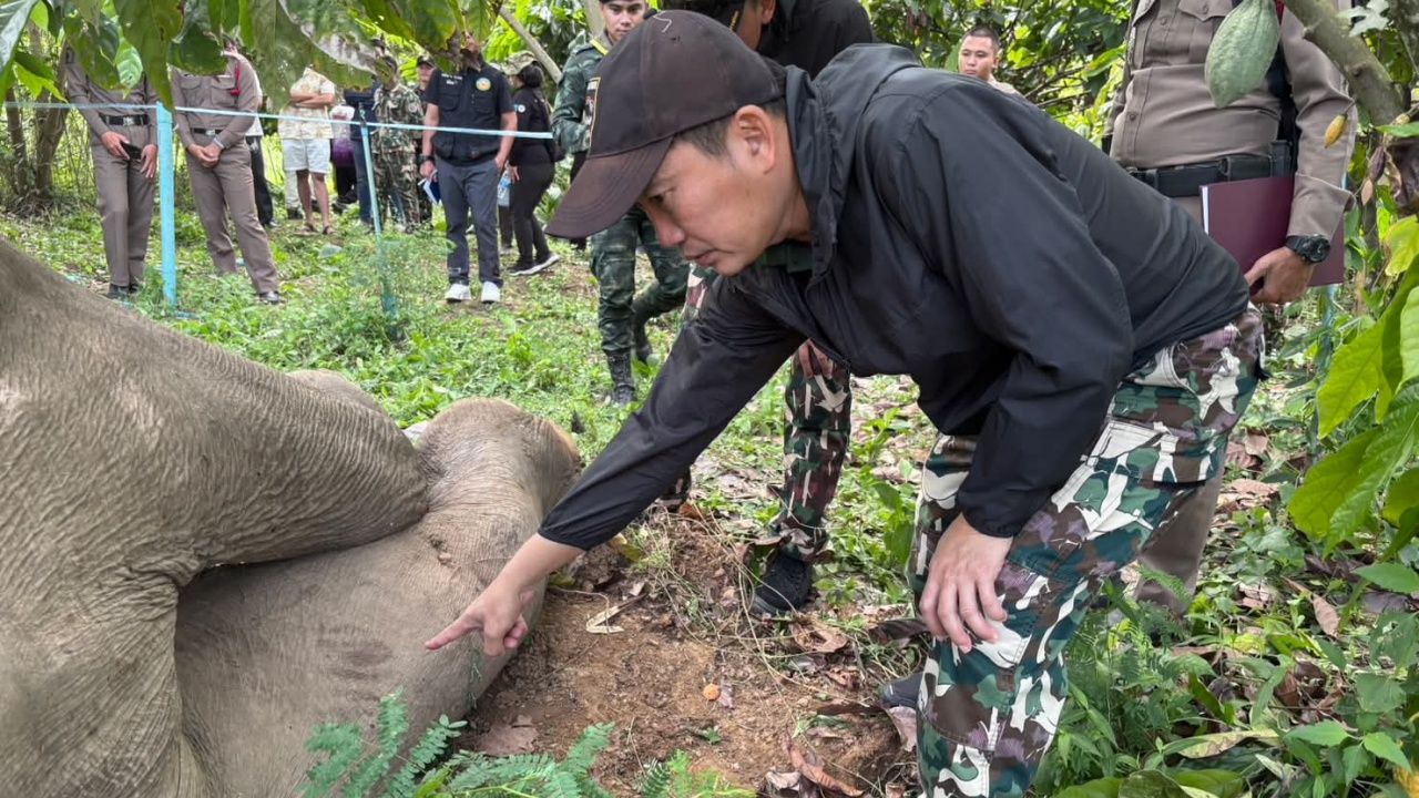 “凯岩国家公园的大象”被怀疑被电线电击身亡