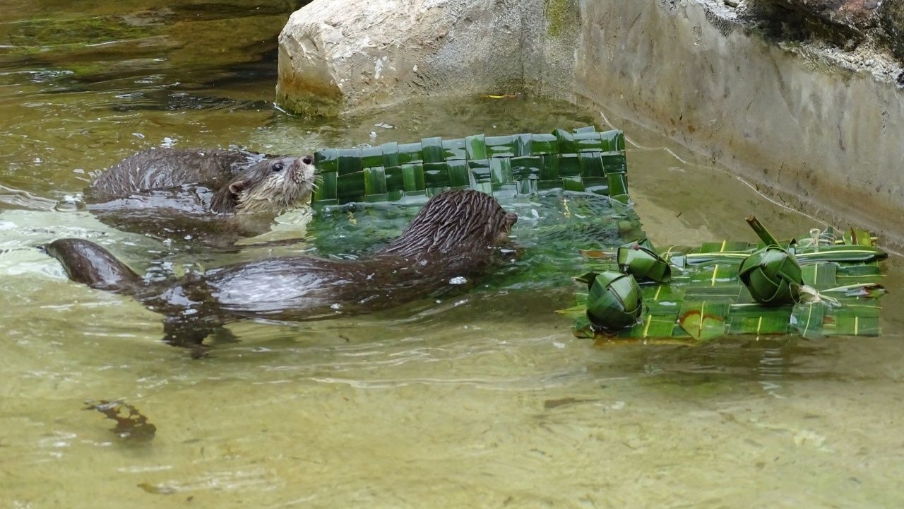 开设可爱画面,孔敬动物园制作“动物食品水灯”迎接水灯节