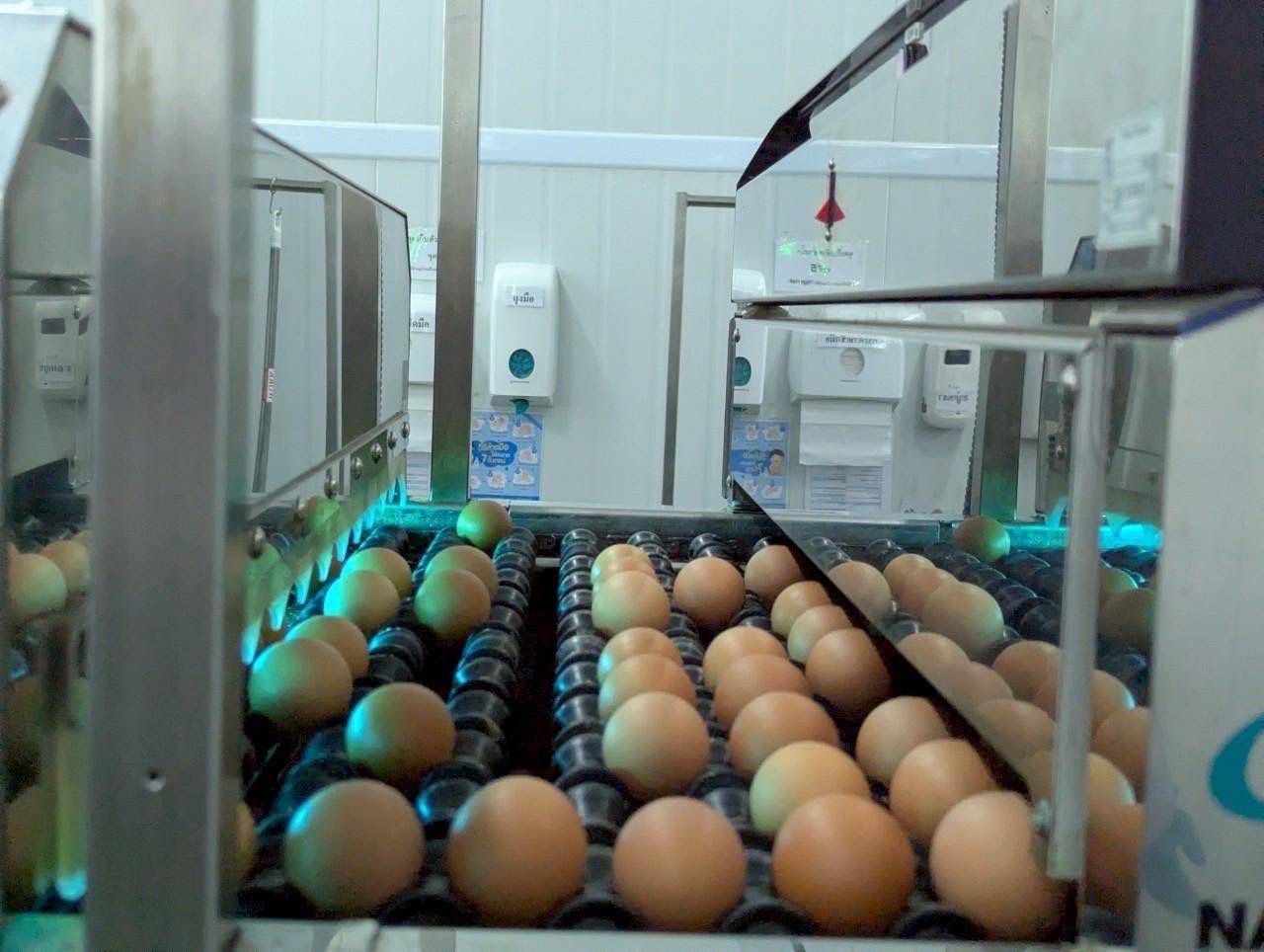 尖竹汶鸡蛋农场综合体荣获2025年东盟能源奖，强调CPF致力于使用可再生能源