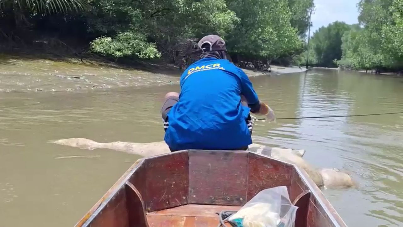 悲伤发现伊洛瓦底江豚尸体漂浮在普拉萨穆特杰迪地区房屋下方，紧急调查死因