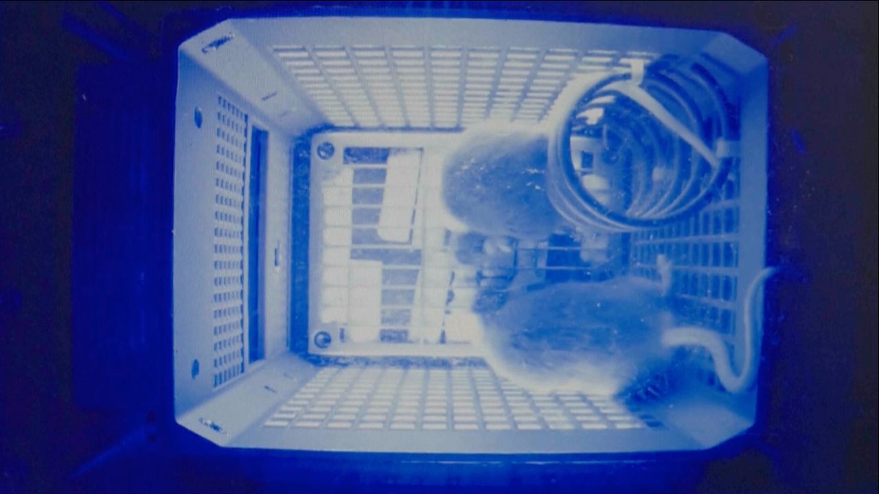 中国太空鼠在天宫站无重力环境中适应良好，计划7天后返回地球