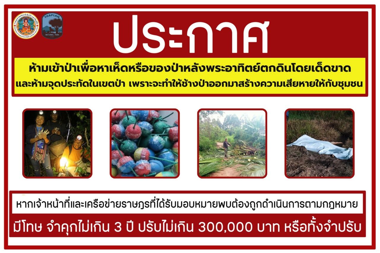 ทับลาน国家公园宣布夜间关闭森林,发现有人逗留并放爆竹驱赶野生动物