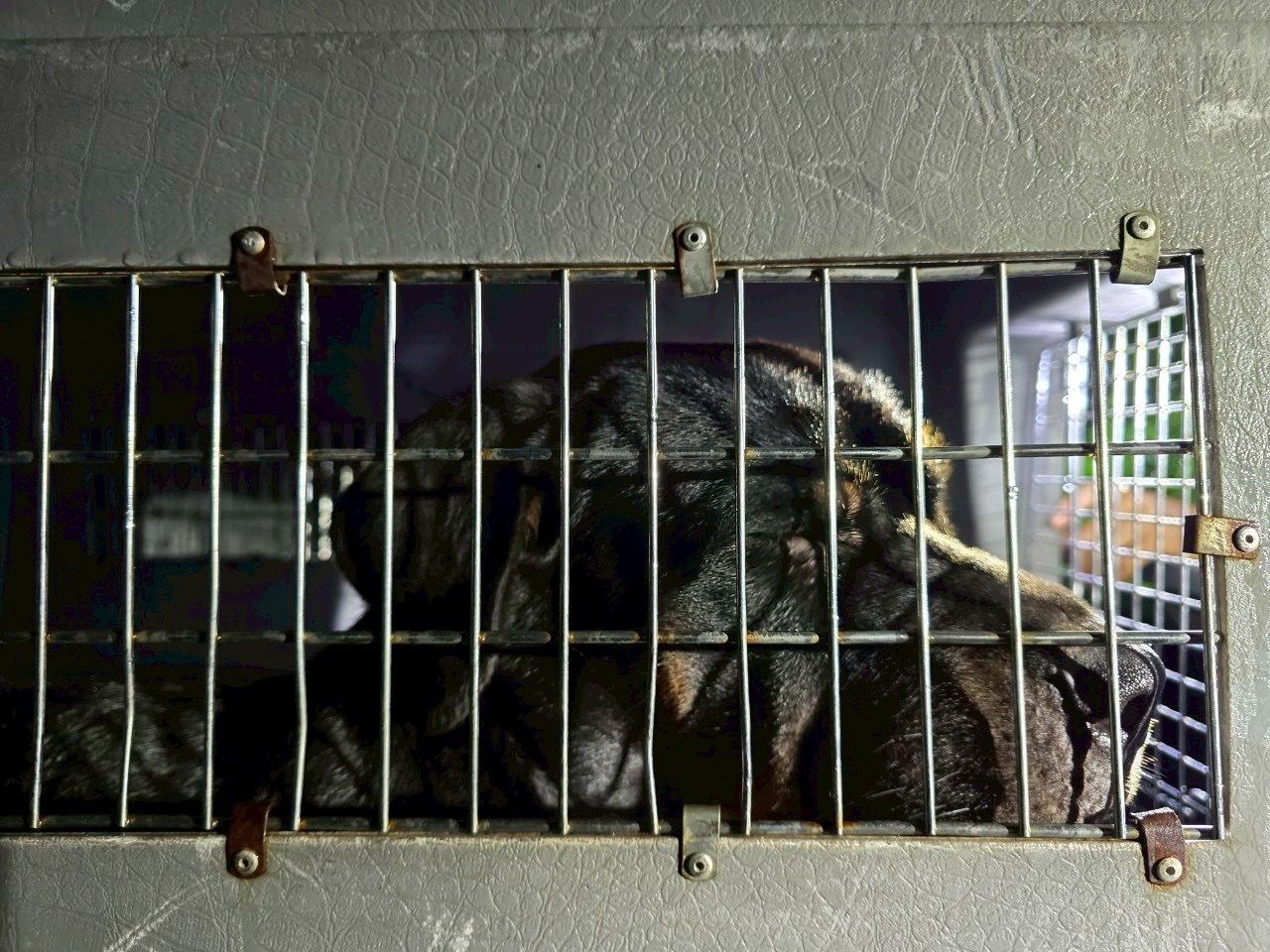 令人心痛 4 只罗威纳犬被遗弃在湄甘烹村的森林中，被雨淋且饥饿超过 5 天