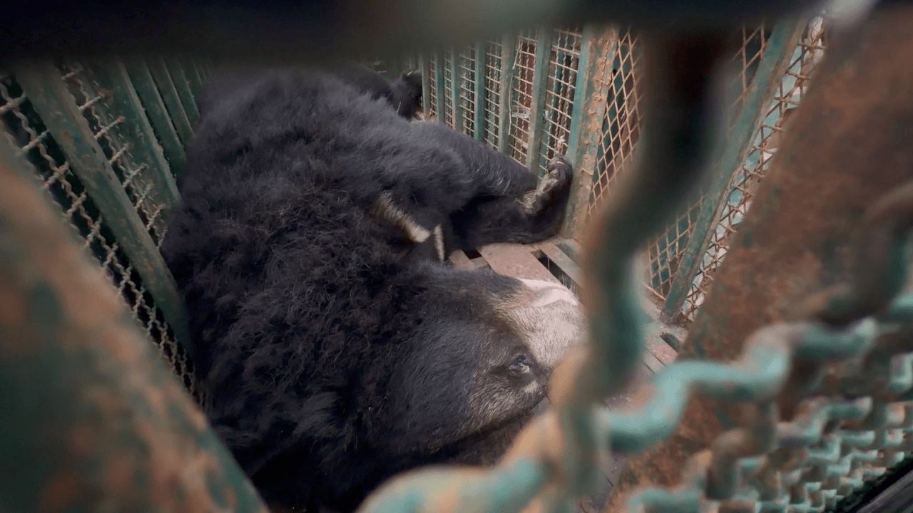 国家公园管理局已将5只“狮子-熊”迁出赌场