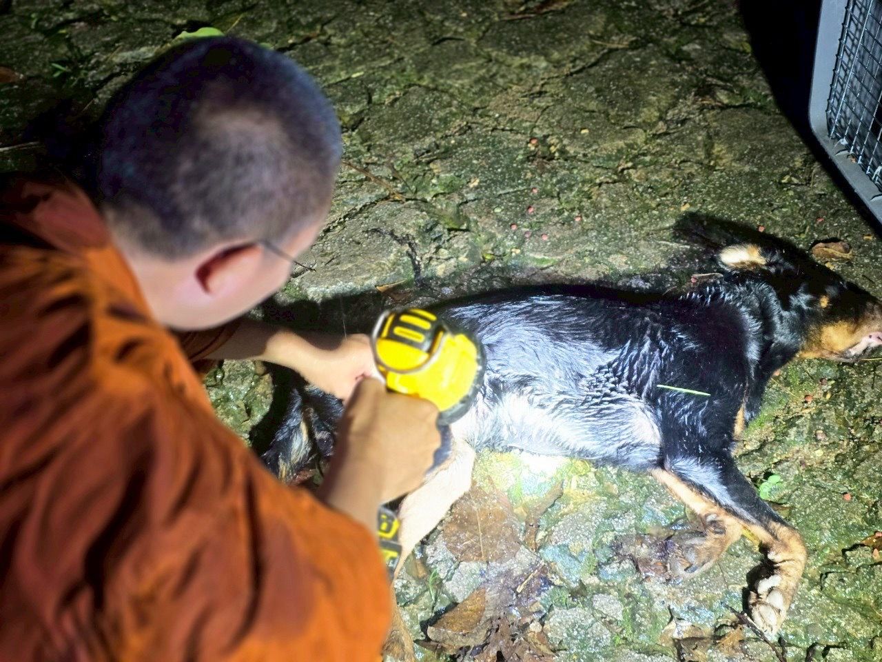 令人心痛 4 只罗威纳犬被遗弃在湄甘烹村的森林中，被雨淋且饥饿超过 5 天