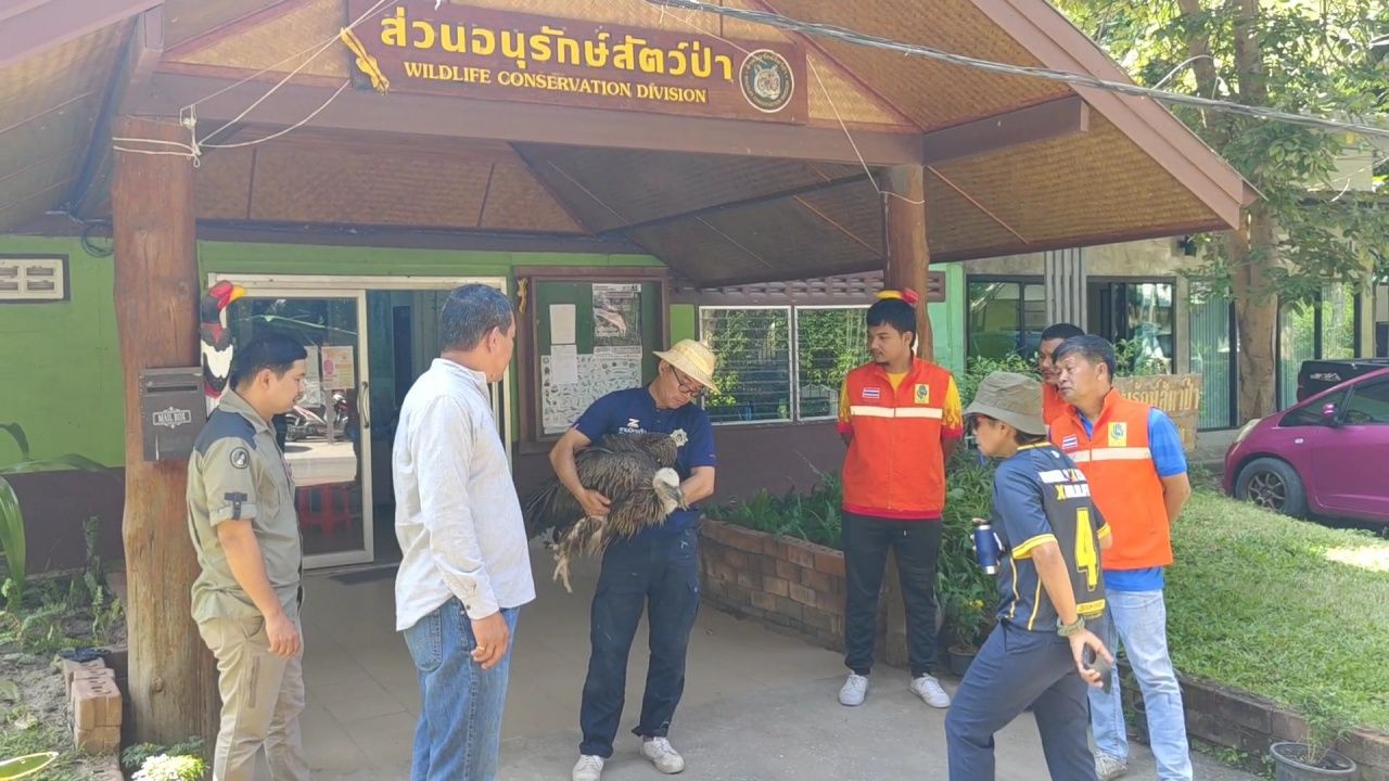 “喜马拉雅秃鹫”迁徙飞行无力，今年第三只体力耗尽坠落