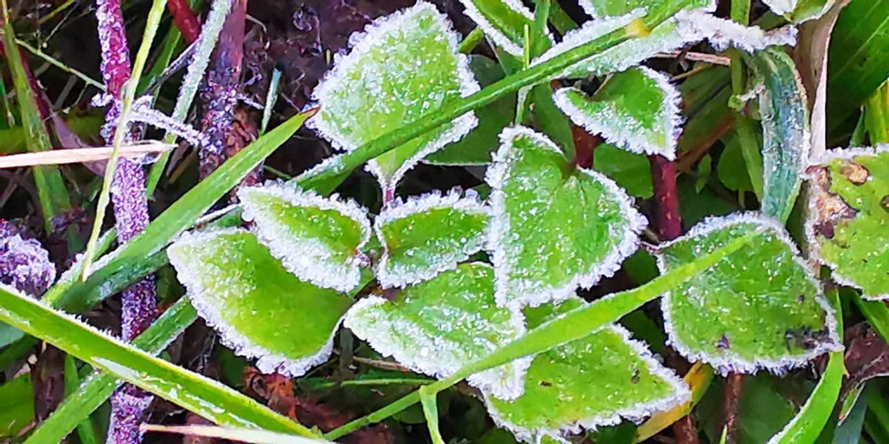初霜来袭，今晨“因他暖山”气温骤降至4度