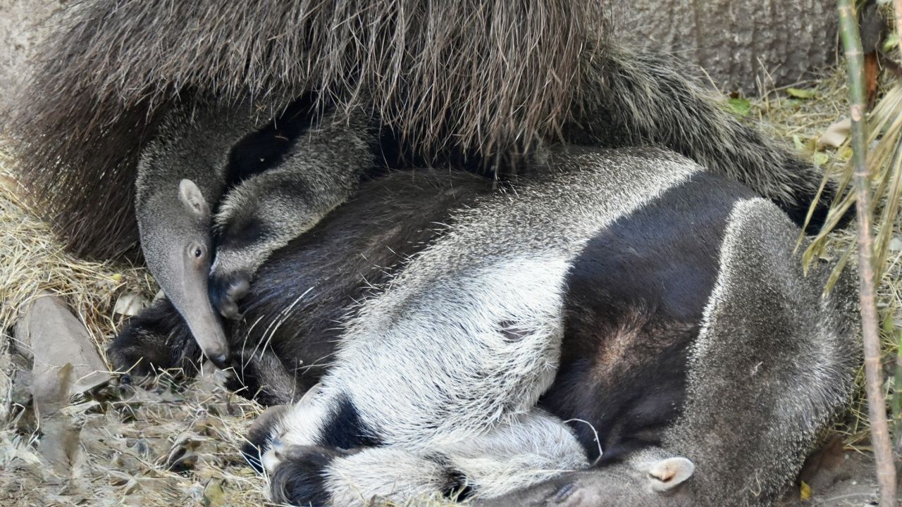已命名为“小锅碗”——开阔动物园的新成员巨型食蚁兽