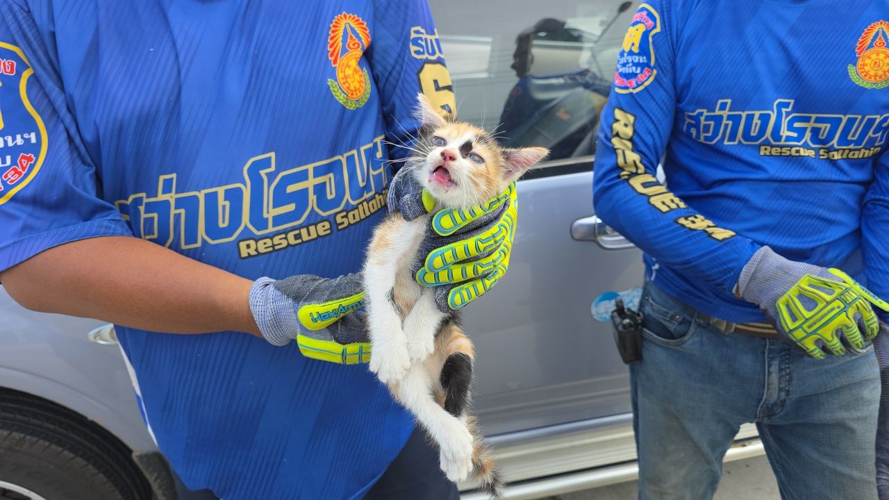 车祸惨烈 皮卡停下来救“小猫” 突然出现在道路中央 后车刹车不及 撞得尾部全毁