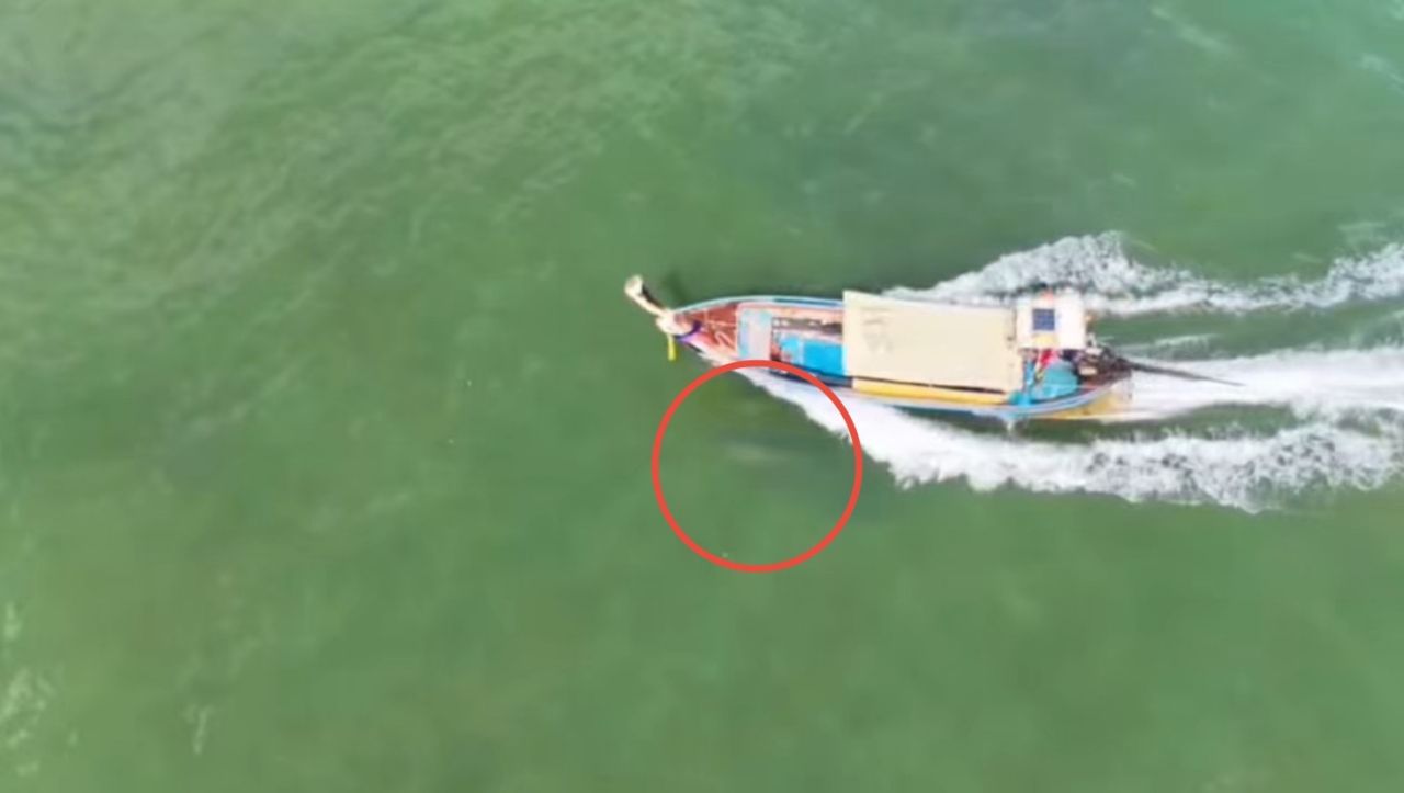 无人机捕捉画面，长尾船旅游航行在保护区，险些撞到“海牛”母子