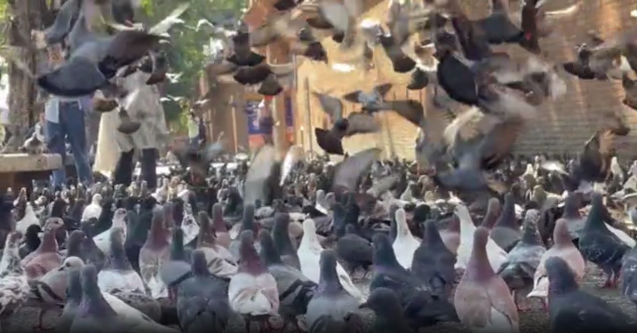 枪击销售不断 鸽子饲料团伙卷土重来 甚至引诱数千只鸽子