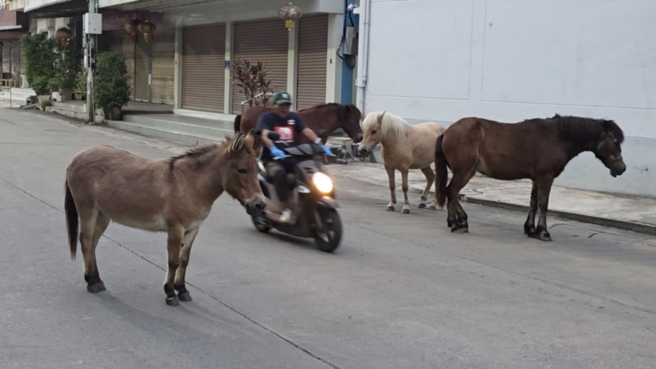 乌泰塔尼洪水,马群仍受困扰,从