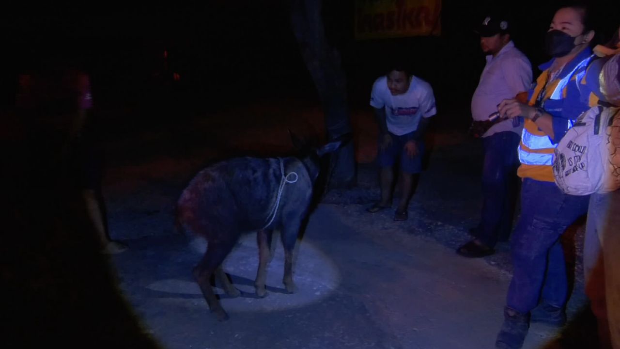 紧急救援遭卡车撞伤的“苏门羚”