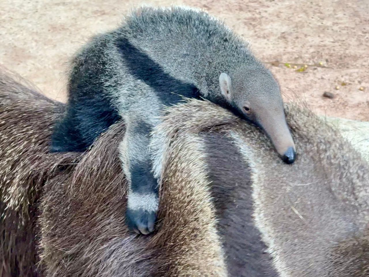 考凯开放动物园邀请为“巨型食蚁兽宝宝”命名投票,新成员即将亮相