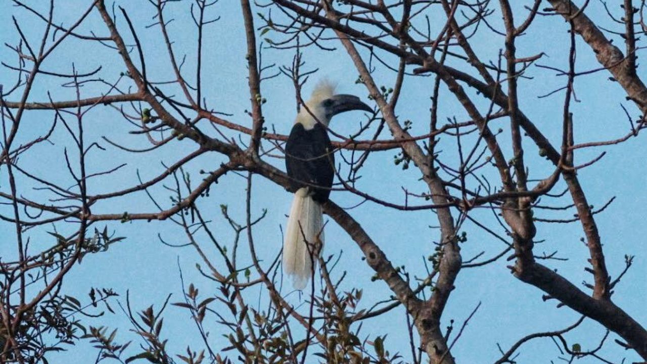 惊艳的“白冠犀鸟”,濒危保护野生动物出现在诗攀加国家公园